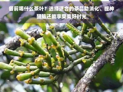 餐前喝什么茶叶?选择适合的茶品助消化、提神醒脑还能享受美好时光