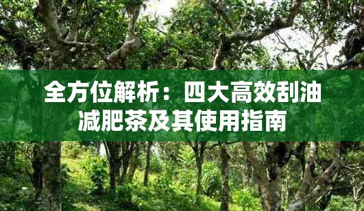 全方位解析：四大高效刮油減肥茶及其使用指南