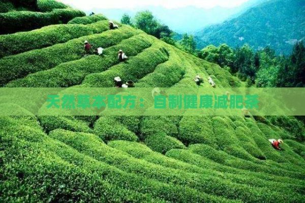 天然草本配方：自制健康減肥茶