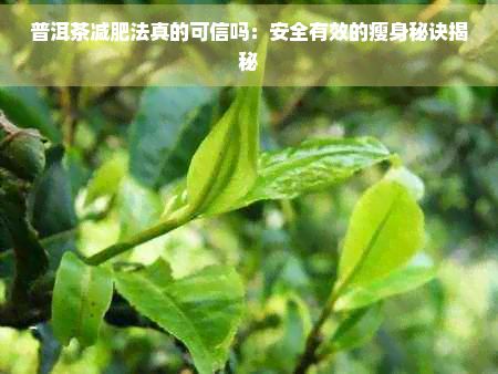 普洱茶減肥法真的可信嗎：安全有效的瘦身秘訣揭秘