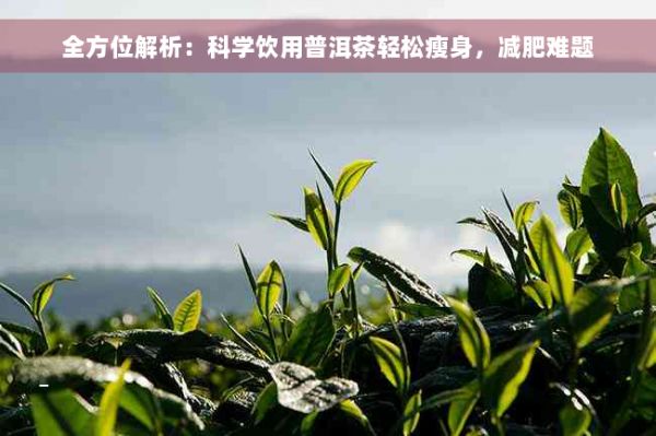 全方位解析：科學(xué)飲用普洱茶輕松瘦身，減肥難題