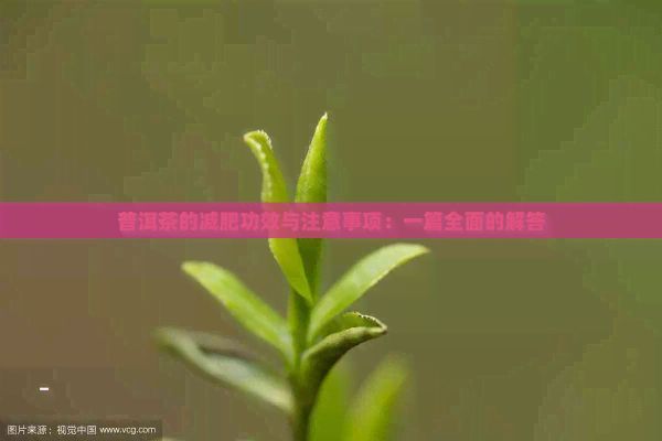 普洱茶的減肥功效與注意事項(xiàng)：一篇全面的解答