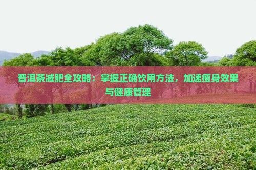 普洱茶减肥全攻略：掌握正确饮用方法，加速瘦身效果与健康管理