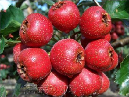 [转载]【饮食保健】山楂泡水喝有什么好处