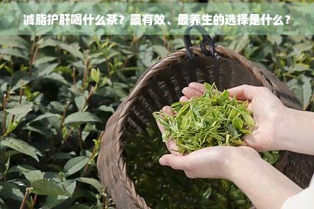 減脂護(hù)肝喝什么茶？最有效、最養(yǎng)生的選擇是什么？