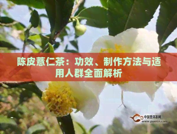 陳皮薏仁茶：功效、制作方法與適用人群全面解析