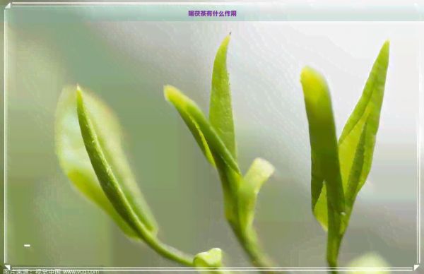 喝茯茶有什么作用