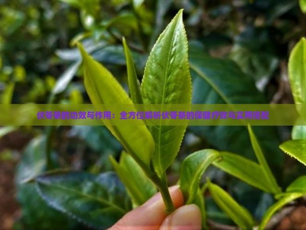 伏苓茶的功效與作用：全方位解析伏苓茶的保健療效與實(shí)用搭配