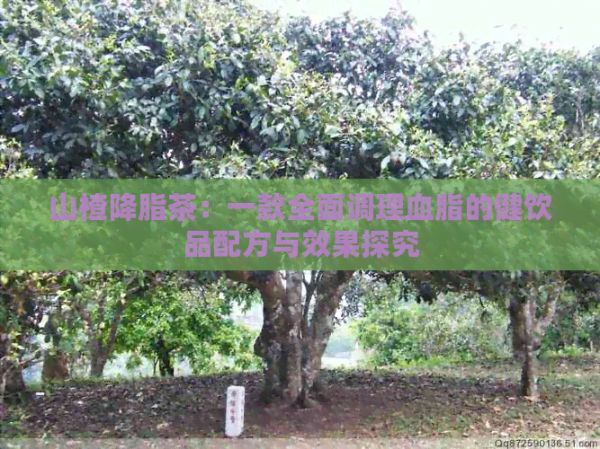 山楂降脂茶：一款全面调理血脂的健饮品配方与效果探究