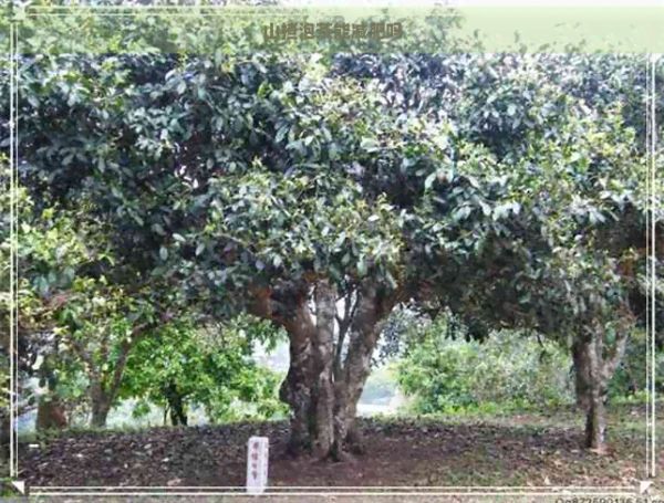 山楂泡茶能减肥吗
