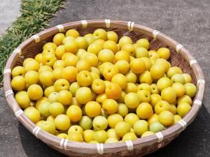 梅子的營養價值,梅子功效