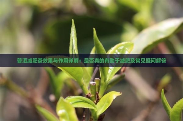 普洱减肥茶效果与作用详解：是否真的有助于减肥及常见疑问解答