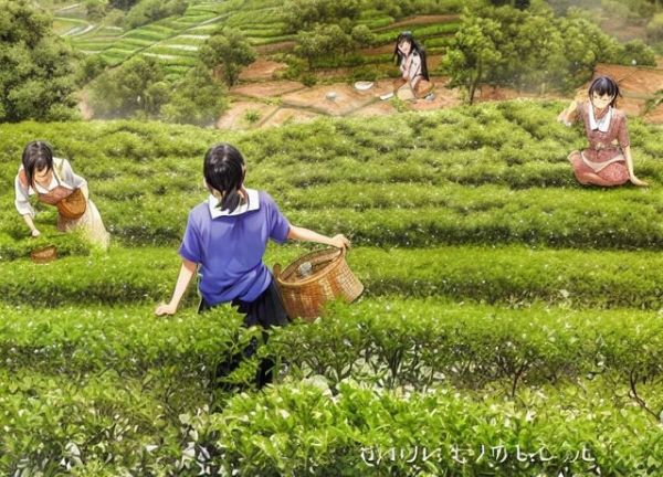 梅子箐茶:神奇的健康飲品