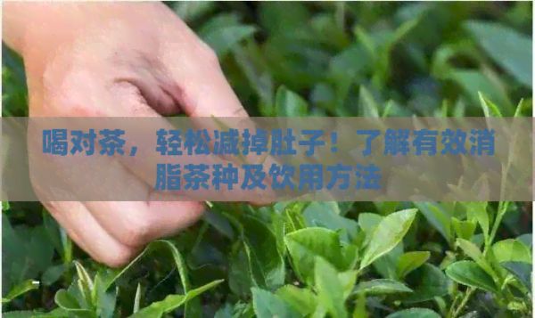 喝對(duì)茶，輕松減掉肚子！了解有效消脂茶種及飲用方法