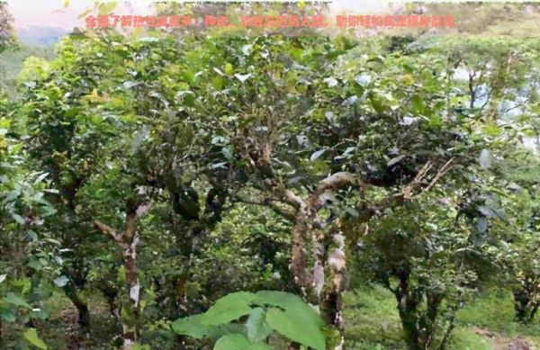 全面了解熱性減肥茶：種類、功效與適用人群，助你輕松實(shí)現(xiàn)瘦身目標(biāo)