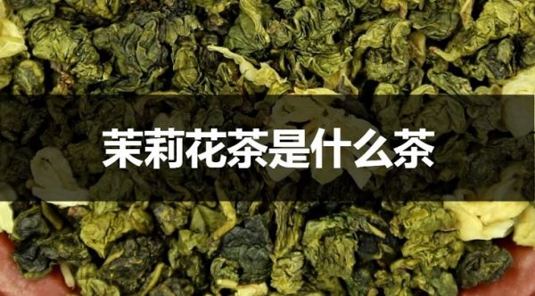 茉莉花茶是什么茶？