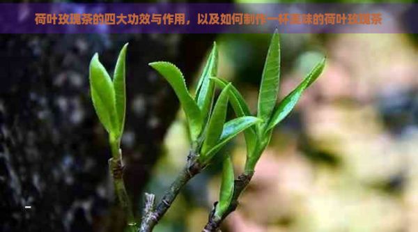 荷葉玫瑰茶的四大功效與作用，以及如何制作一杯美味的荷葉玫瑰茶