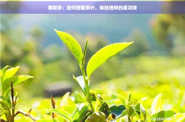 薄荷茶：如何搭配茶葉，體驗(yàn)獨(dú)特的緩功效
