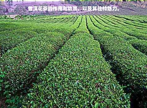 普洱花茶的作用與功效，以及其獨特魅力。