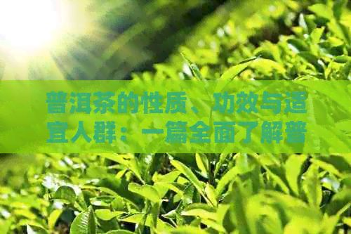 普洱茶的性質、功效與適宜人群：一篇全面了解普洱茶的指南