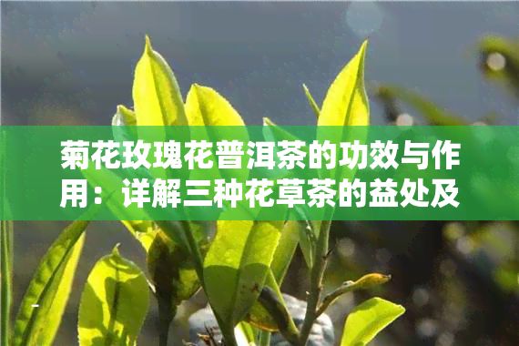 菊花玫瑰花普洱茶的功效與作用：詳解三種花草茶的益處及是否可混搭
