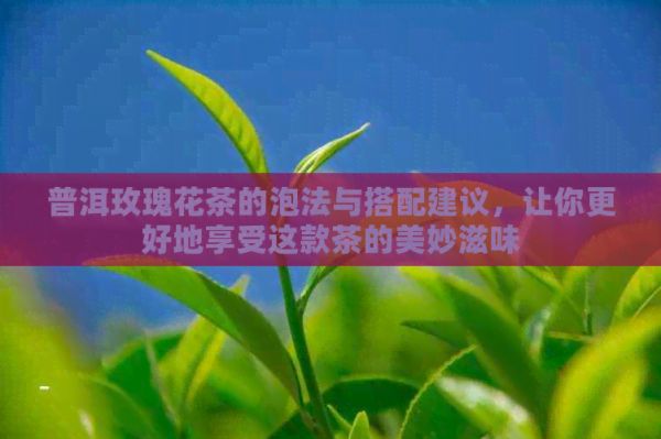 普洱玫瑰花茶的泡法與搭配建議，讓你更好地享受這款茶的美妙滋味