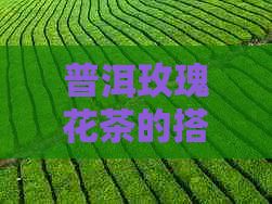普洱玫瑰花茶的搭配與沖泡方法，一起探究其適合泡什么茶葉