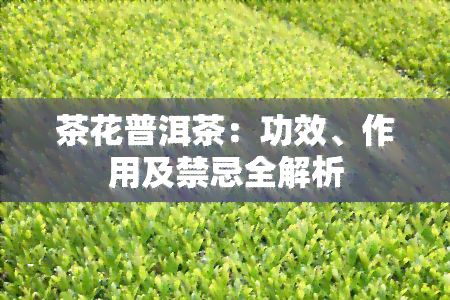 茶花普洱茶：功效、作用及禁忌全解析