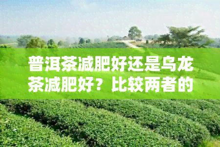 普洱茶減肥好還是烏龍茶減肥好？比較兩者的效果與優(yōu)勢