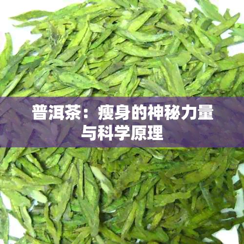 普洱茶：瘦身的神秘力量與科學(xué)原理