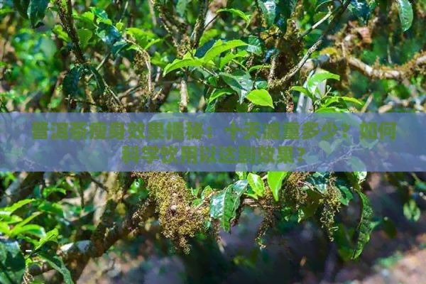 普洱茶瘦身效果揭秘：十天減重多少？如何科學飲用以達到效果？