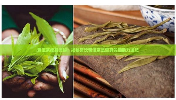 普洱茶瘦身奧秘：揭秘常飲普洱茶是否真的能助力減肥
