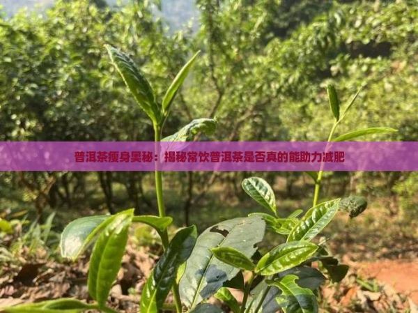 普洱茶瘦身奧秘：揭秘常飲普洱茶是否真的能助力減肥