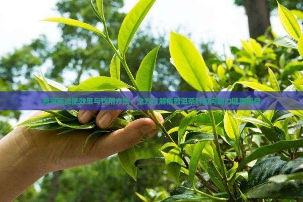 普洱茶减肥效果与饮用方法：全方位解析普洱茶叶如何助力健康瘦身