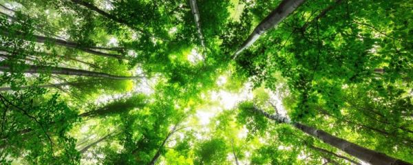 夏天上火怎么辦 夏天上火喝什么茶好 夏天如何去火