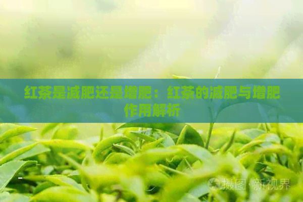 紅茶是減肥還是增肥：紅茶的減肥與增肥作用解析