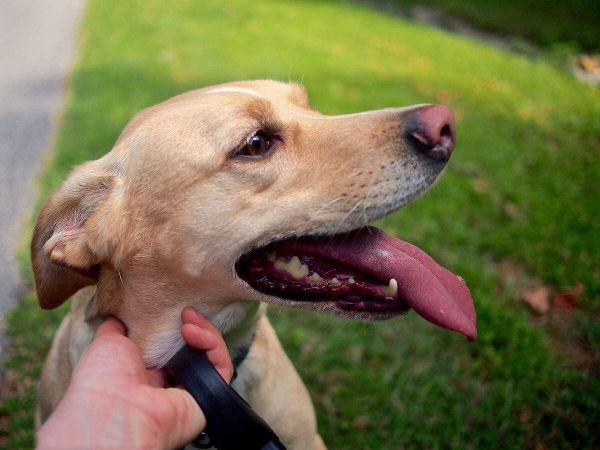 狗狗吃干粮好还是湿粮好？二种犬粮的区别与优缺点对比