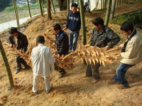 手把手教你做蘿卜冬筍煲，養(yǎng)肝明目、利尿通便不得了