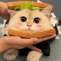 https://p0.meituan.net/icons/15dce4ba87382ef65226c7951ca2522128025.jpg%40120w_120h_1e_1c_1l%7Cwatermark%3D0