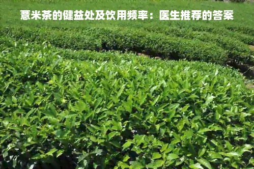 薏米茶的健益處及飲用頻率：醫(yī)生推薦的答案