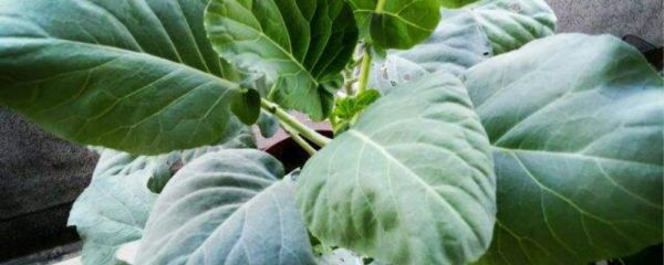 芥藍(lán)的種植時(shí)間，怎么種植