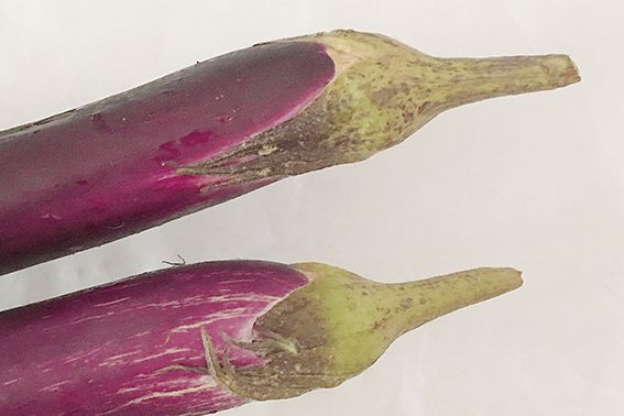 茄子頭煮水的功效與作用