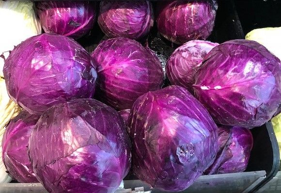 紫色卷心菜