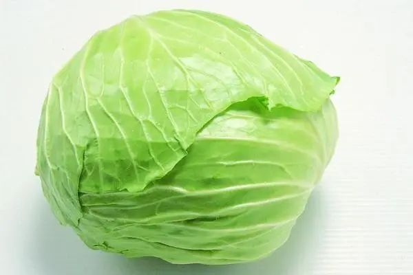 卷心菜種植時間和方法，在家中成功種植健康的卷心菜