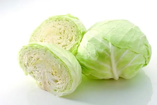 卷心菜種植時間和方法，在家中成功種植健康的卷心菜