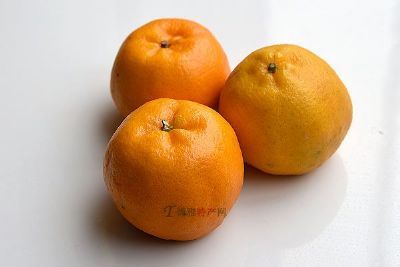 永春蘆柑