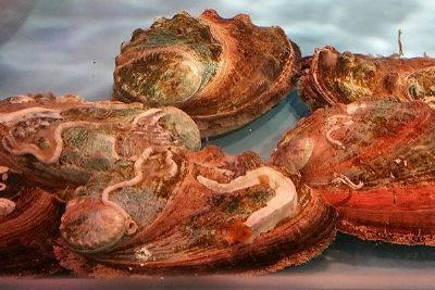 連江鮑魚