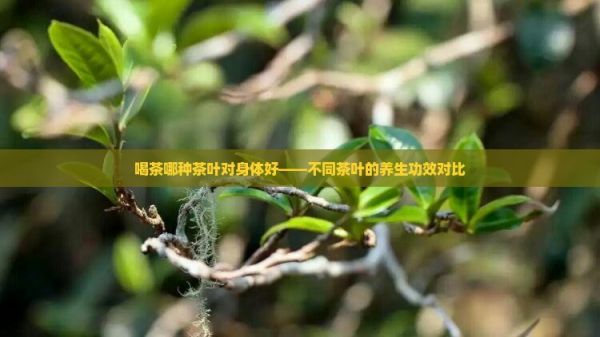 喝茶哪種茶葉對(duì)身體好——不同茶葉的養(yǎng)生功效對(duì)比