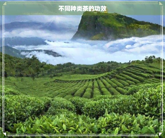 不同种类茶的功效