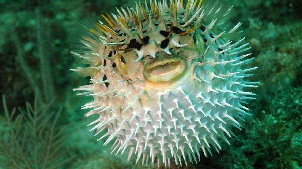 哪種人不宜吃魚腥草